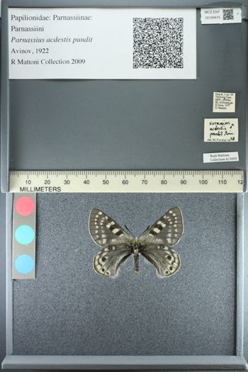 Media type: image;   Entomology 184675